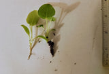 Rhubarb seedlings x 2 varieties - Letterbox friendly box