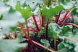 Rhubarb seedlings x 2 varieties - Letterbox friendly box