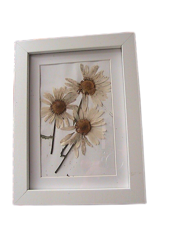 Pressed Flowers in A5 White Frame - 3 Large Daisies