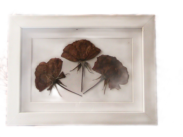 Pressed Flowers in A5 White Frame - 3 Roses – Gardenis.co.uk