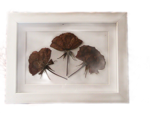 Pressed Flowers in A5 White Frame - 3 Roses
