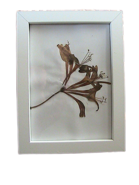 Pressed Flower in A5 White Frame - Honeysuckle
