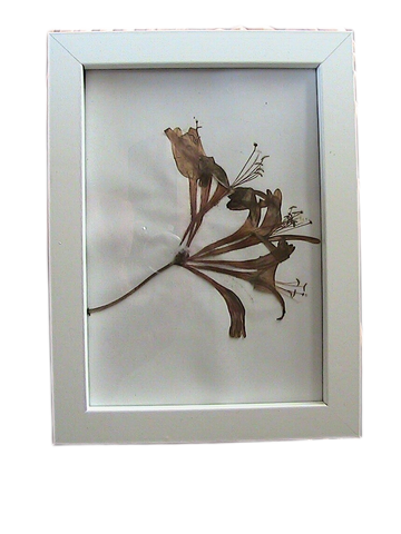 Pressed Flower in A5 White Frame - Honeysuckle