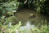 garden pond diy